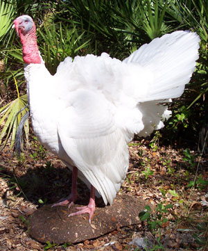 Albino Turkey Strutting