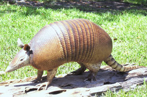 Armadillo on Board