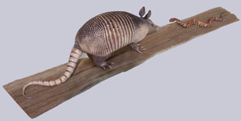 Armadillo with Young Cottonmouth Snake on Board