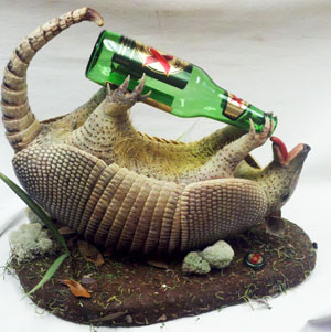 Armadillo Drinking Beer