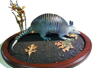 Armadillo on Circular Wood Base