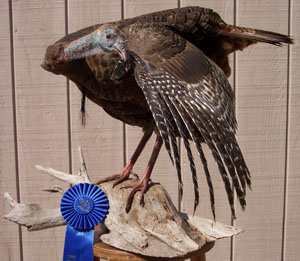 Bearded Hen on Driftwood