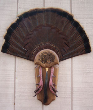 Board with Turkey Tail, Beard and Feet