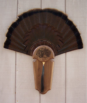 Board with Turkey Tail and Beard