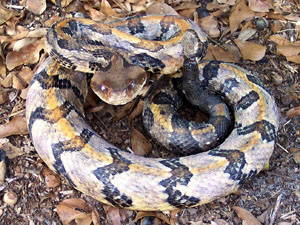 Canebreak Rattlesnake