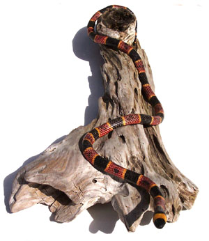 Coral Snake on Driftwood Branch 1