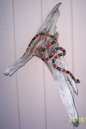 Coral Snake on Driftwood Branch 2