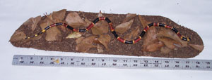 Coral Snake on Ground