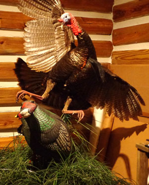 Gobbler Fighting with Decoy