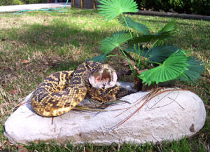 Diamondback Rattlesnake