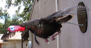 Diving Down Turkey