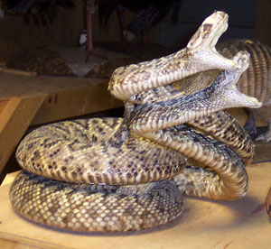 Two Diamondback Rattlesnakes