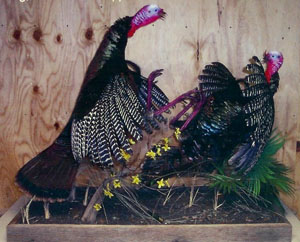 Fighting Gobblers, Base Supplied