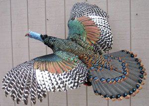 Flying Ocellated Turkey