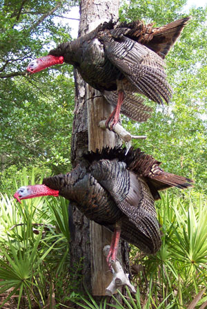 Gobbling Turkeys Tail Up and Tail Down
