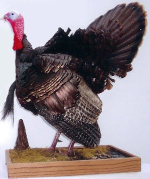 Turkey Half-strut with Special Base