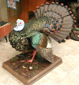 Ocellated Turkey Strutting