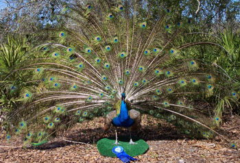 Blue Peacock Display Mount
