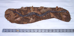 Pygmy Rattlesnake on Ground