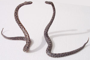 Pygmy Rattlesnake Mating Dance