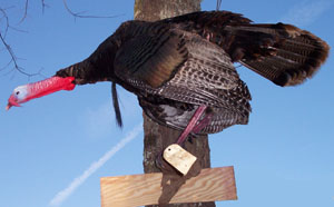 Turkey Ready to Pitch