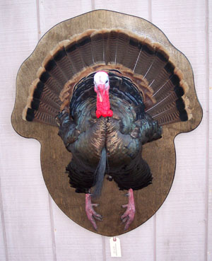 Shoulder Mount Turkey
