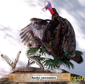 Turkey and Diamondback Encounter