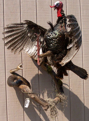 Wall-mount Turkey and Moccasin Encounter