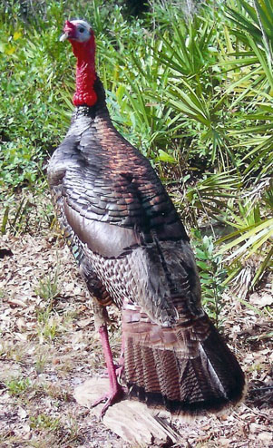 Turkey Standing Looking Back