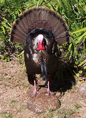 Strutting Double-bearded Turkey