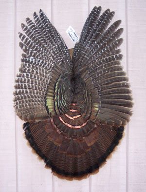 Tail and Wings