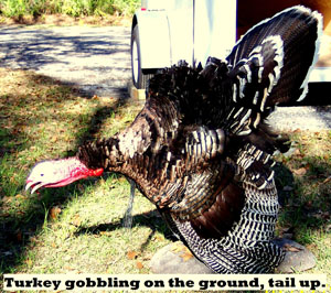 Turkey Gobbling on the Ground with Tail Up
