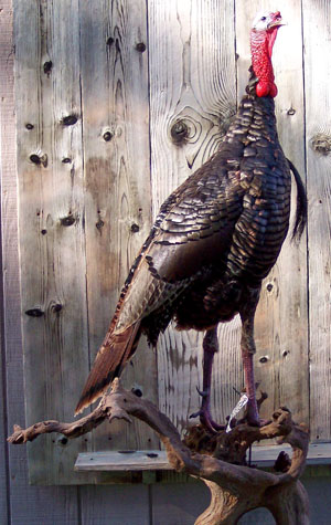 Turkey Standing on Limb