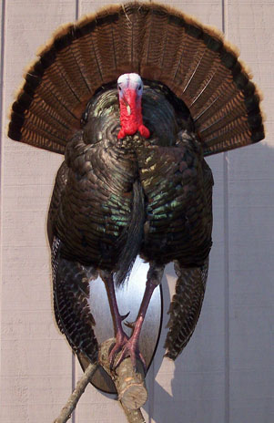 Turkey Strutting on Limb