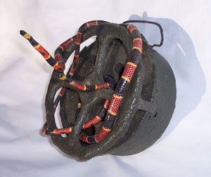 Two Coral Snakes on Claymore Mine