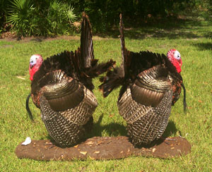 Two Turkeys Strutting Back-to-back